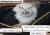 قطة ضائعة في صيدا لمن يجدها مكأفأة مالية