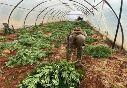بالصور : الجيش اللبناني يضبط كمية من المخدرات ويتلف 14 خيمة مزروعة بالماريجوانا ويوقف 136 سوريًّا