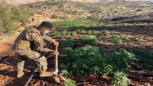 بالصور : الجيش اللبناني : إتلاف 7 دونمات مزروعة بالحشيشة وضبط معدات لتصنيع الكبتاغون