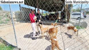 بالصور:  معطي غروب تطلق مبادرة لجمع الكلاب الشاردة من صيدا... السيد عامر عفيف معطي : التنفيذ سيبدأ الأسبوع المقبل