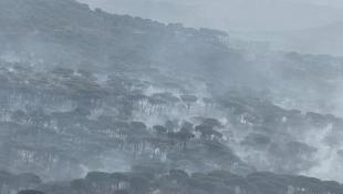 اطفاء الحريق في أحراج بكاسين وبنواتي والغباطية وطوافات الجيش تعمل على تبريده خوفا من تجدد النيران