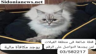 قطة ضائعة في صيدا لمن يجدها مكأفأة مالية
